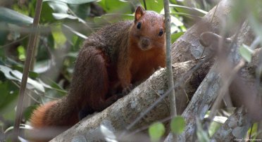 Red-bellied coast squirrel, Jozani forest, Zanzibar. Photo copyright: David Bartholomew