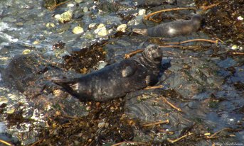 Grey seal, Godrevy, Cornwall. Photo copyright: David Bartholomew