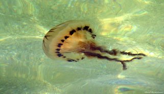 Compass jellyfish, Falmouth, Cornwall. Photo copyright: David Bartholomew