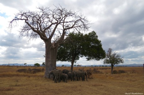 African elephants, Mikumi, Tanzania. Photo copyright: David Bartholomew