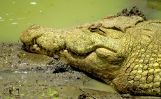 Nile crocodile, Mikumi, Tanzania. Photo copyright: David Bartholomew