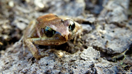 Frog, Tanzania. Photo copyright: David Bartholomew