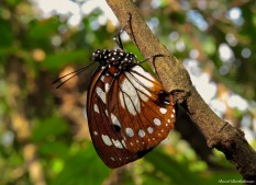 Butterfly, Udzungwa mountains, Tanzania. Photo copyright: David Bartholomew