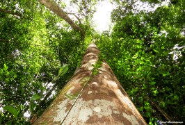 Giant tree, Caxiuanã National Forest, Para, Brazil. Photo copyright: David Bartholomew