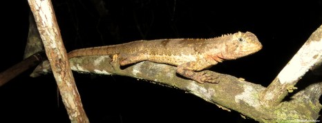 Tree lizard. Photo copyright: David Bartholomew