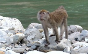 Long-tailed macaque. Photo copyright: David Bartholomew