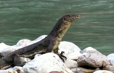Asian water monitor lizard. Photo copyright: David Bartholomew