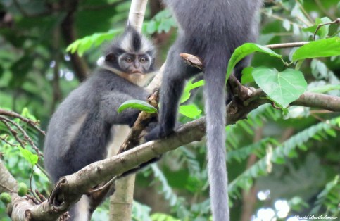 Thomas Leaf monkeys. Photo copyright: David Bartholomew