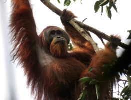 Male Sumatran orangutan. Gunung Leuser National Park, Sumatra, Indonesia. Photo copyright: David Bartholomew