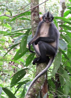 Thomas leaf monkey. Gunung Leuser National Park, Sumatra, Indonesia. Photo copyright: David Bartholomew