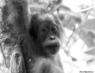 Juvenile semi-wild orangutan. Gunung Leuser National Park, Sumatra, Indonesia. Photo copyright: David Bartholomew