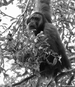 Sub-dominant male orangutan. Gunung Leuser National Park, Sumatra, Indonesia. Photo copyright: David Bartholomew
