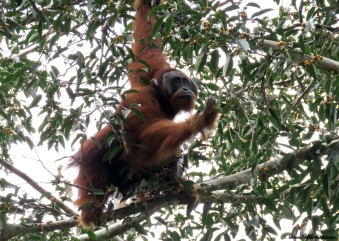 Flanged male orangutan. Gunung Leuser National Park, Sumatra, Indonesia. Photo copyright: David Bartholomew