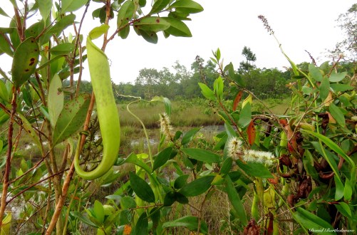Nepenthes pitcher plants in the nutrient poor hilltop. Photo copyright: David Bartholomew