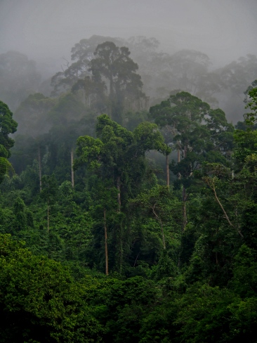 Lowland dipterocarp forest, Borneo. Photo copyright: David Bartholomew