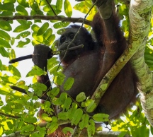 Bornean orangutan. Photo copyright: David Bartholomew