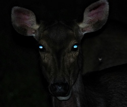 Samba deer. Photo copyright: David Bartholomew
