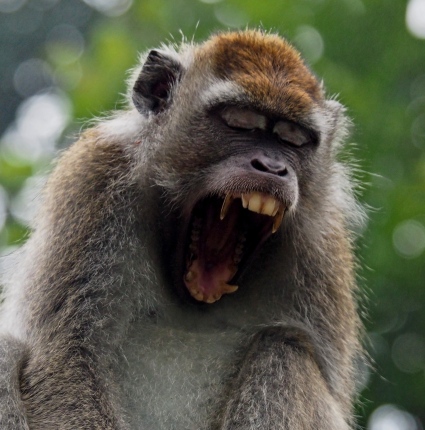 Long-tailed macaque. Photo copyright: David Bartholomew