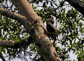 Bushy crested hornbill. Photo copyright: David Bartholomew